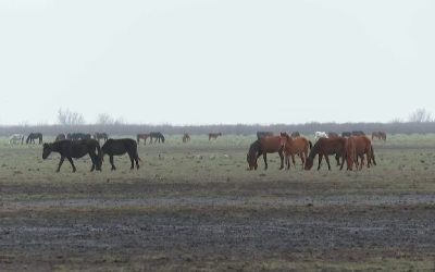 Risc de alertă ecologică în Delta Dunării: Caii sălbatici, victime ale gerului extrem Ecologiștii trag un semnal de alarmă privind situația dramatică a populației de cai sălbatici din Delta Dunării, care au suferit pierderi semnificative din cauza gerului intens