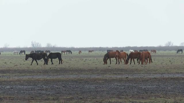 Situație dramatică în Delta Dunării. Zeci de cai sălbatici, găsiți morți din cauza gerului și a lipsei de hrană și de apă
