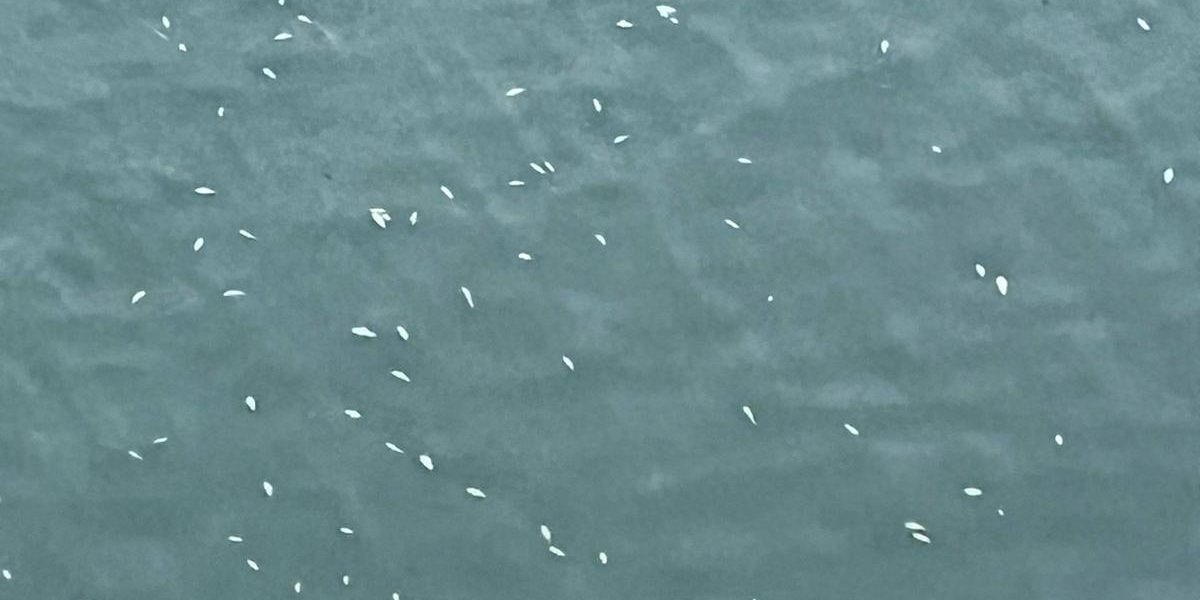 Mortalitate piscicolă semnalată în aval de barajul Reconstrucția Piatra-Neamț – Autoritățile locale investighează o posibilă mortalitate piscicolă în aval de Barajul Reconstrucția din Piatra-Neamț, după ce au fost semnalate sute de pești morți în râul Bistrița