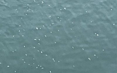 Mortalitate piscicolă semnalată în aval de barajul Reconstrucția Piatra-Neamț – Autoritățile locale investighează o posibilă mortalitate piscicolă în aval de Barajul Reconstrucția din Piatra-Neamț, după ce au fost semnalate sute de pești morți în râul Bistrița