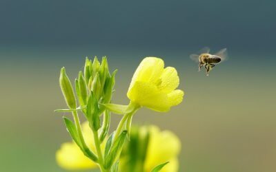 Când vine primăvara 2026: Ziua egală cu noaptea, doar pe hârtie?