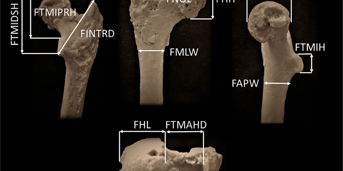 Arheologi bulgari găsesc cel mai vechi strămoș uman