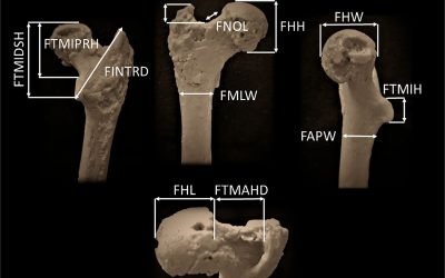Arheologi bulgari găsesc cel mai vechi strămoș uman
