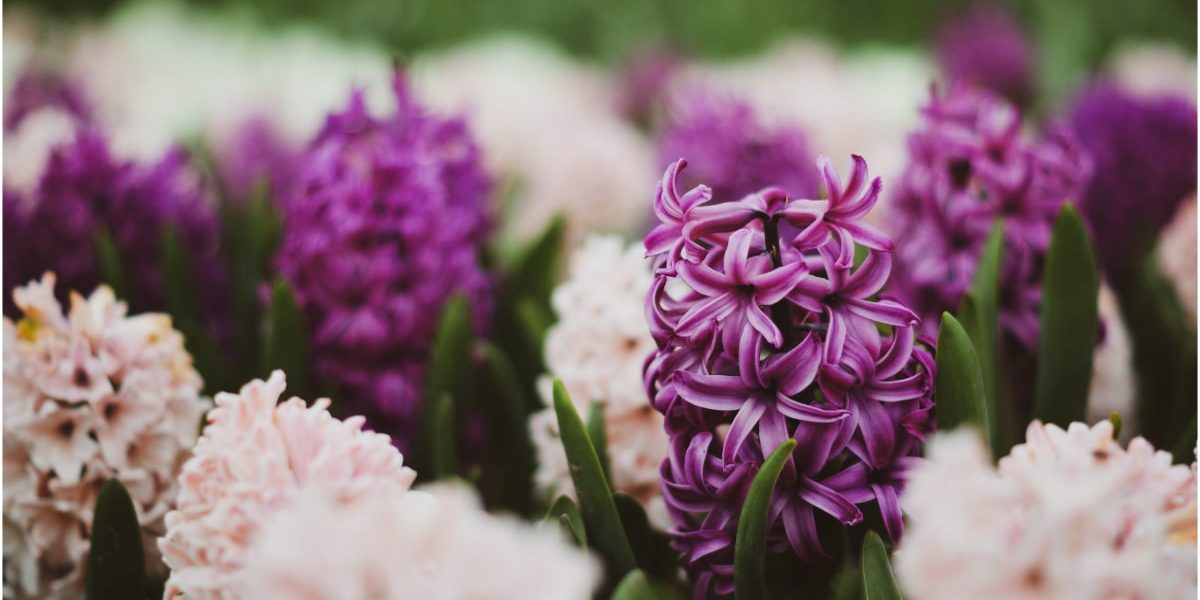 Zambilele ofilite pot fi transplantate: Ghid practic pentru gradinarii romani După ce zambilele au încetat să înflorească, gradinarii se pot confrunta cu întrebarea crucială: ce fac mai departe cu aceste plante delicate? Răspunsul stă în momentul potrivit și în tehnicile adecvate de transplantare, astfel încât să ne asigurăm că bulbii vor produce flori frumoase și în sezonul următor