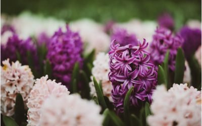 Zambilele ofilite pot fi transplantate: Ghid practic pentru gradinarii romani După ce zambilele au încetat să înflorească, gradinarii se pot confrunta cu întrebarea crucială: ce fac mai departe cu aceste plante delicate? Răspunsul stă în momentul potrivit și în tehnicile adecvate de transplantare, astfel încât să ne asigurăm că bulbii vor produce flori frumoase și în sezonul următor