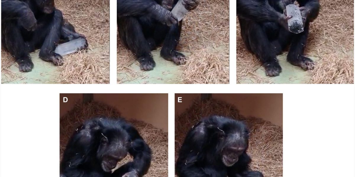 Cimpanzeii și fascinația pentru cristale: O legătură ancestrală cu omul? Cristalele, obiecte fascinante prin forma și strălucirea lor, au suscitat interesul oamenilor încă din cele mai vechi timpuri