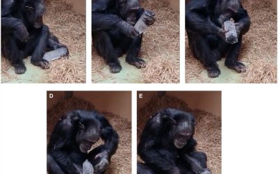 Cimpanzeii și fascinația pentru cristale: O legătură ancestrală cu omul? Cristalele, obiecte fascinante prin forma și strălucirea lor, au suscitat interesul oamenilor încă din cele mai vechi timpuri