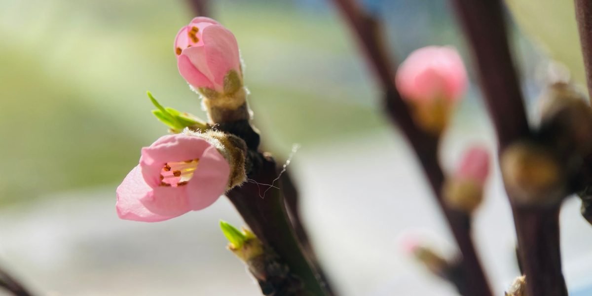 Când vine primăvara calendaristică în România