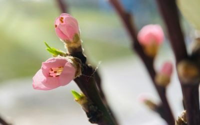 Când vine primăvara calendaristică în România