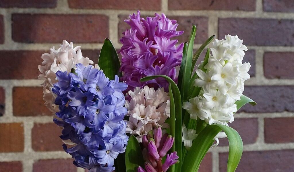 bouquet of flowers, hyacinth, flower background, spring, flower, flower wallpaper, garden hyacinth, nature, asparagus, fragrant, beautiful flowers, cut flower