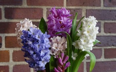 Florile turcești, exporturi record de 8 martie: +15%