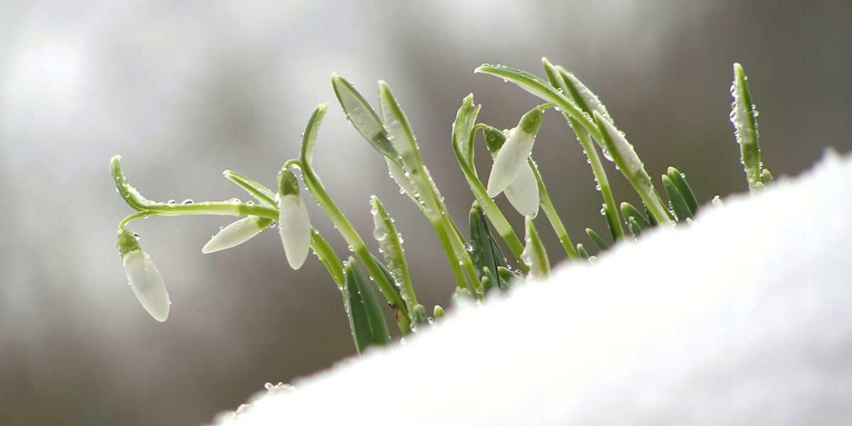 Martie debutează tradițional cu diferențe mari de temperatură, dar 2026 se anunță cu vreme blândă Luna martie a început în 2026 cu o vreme neobișnuit de caldă în vestul țării, în timp ce alte zone au cunoscut temperaturi mai scăzute