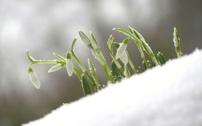 Martie debutează tradițional cu diferențe mari de temperatură, dar 2026 se anunță cu vreme blândă Luna martie a început în 2026 cu o vreme neobișnuit de caldă în vestul țării, în timp ce alte zone au cunoscut temperaturi mai scăzute