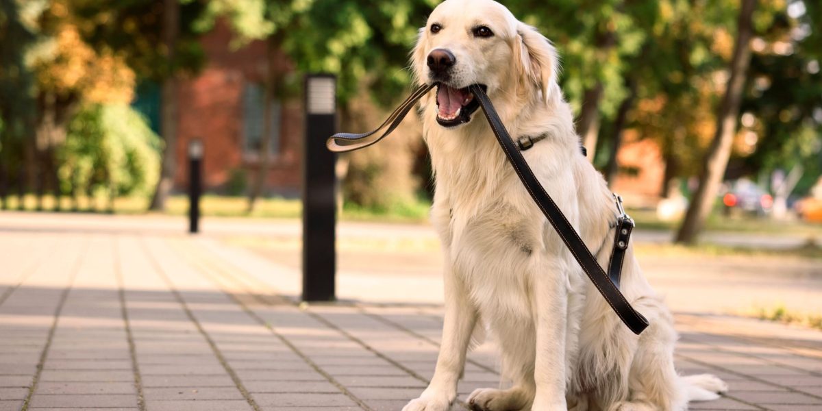 Câinii Golden Retriever împărtășesc gene comune cu oamenii pentru emoții și comportament Un studiu recent sugerează că rasele de câini Golden Retriever și oamenii ar putea împărtăși gene comune care influențează emoțiile, anxietatea, inteligența și comportamentul
