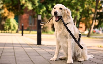 Câinii Golden Retriever împărtășesc gene comune cu oamenii pentru emoții și comportament Un studiu recent sugerează că rasele de câini Golden Retriever și oamenii ar putea împărtăși gene comune care influențează emoțiile, anxietatea, inteligența și comportamentul