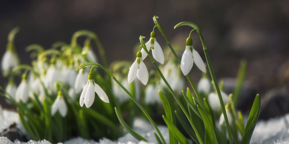 Meteorologii nu exclud un nou episod de iarnă în luna martie. „Va fi de scurtă durată”