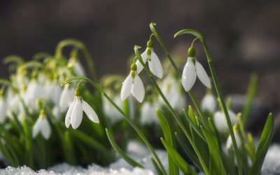 Vremea frumoasă continuă, dar meteorologii avertizează: iarna ne poate da târcoale în martie Bucuria primăverii timpurii ar putea fi umbrită de un nou episod de iarnă