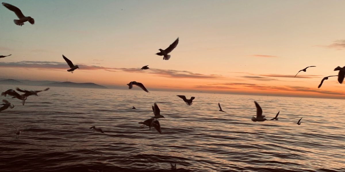 Vârtejurile de foc, o soluție inovatoare pentru curățarea scurgerilor de petrol Oamenii de știință au dezvoltat o metodă eficientă de ardere a scurgerilor de petrol, bazată pe crearea unor vârtejuri de foc, cu rezultate promițătoare