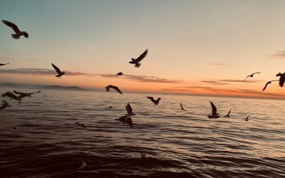 Vârtejurile de foc, o soluție inovatoare pentru curățarea scurgerilor de petrol Oamenii de știință au dezvoltat o metodă eficientă de ardere a scurgerilor de petrol, bazată pe crearea unor vârtejuri de foc, cu rezultate promițătoare