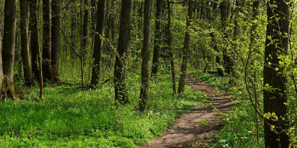 Păduri de peste 2.500 de hectare din Covasna, recuperate de stat după o decizie definitivă a instanței Peste 2.500 de hectare de pădure din județul Covasna au revenit în proprietatea publică a statului, în urma unei decizii definitive a instanței