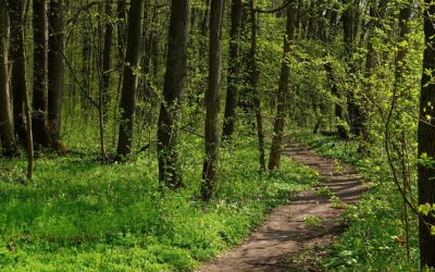 Păduri de peste 2.500 de hectare din Covasna, recuperate de stat după o decizie definitivă a instanței Peste 2.500 de hectare de pădure din județul Covasna au revenit în proprietatea publică a statului, în urma unei decizii definitive a instanței