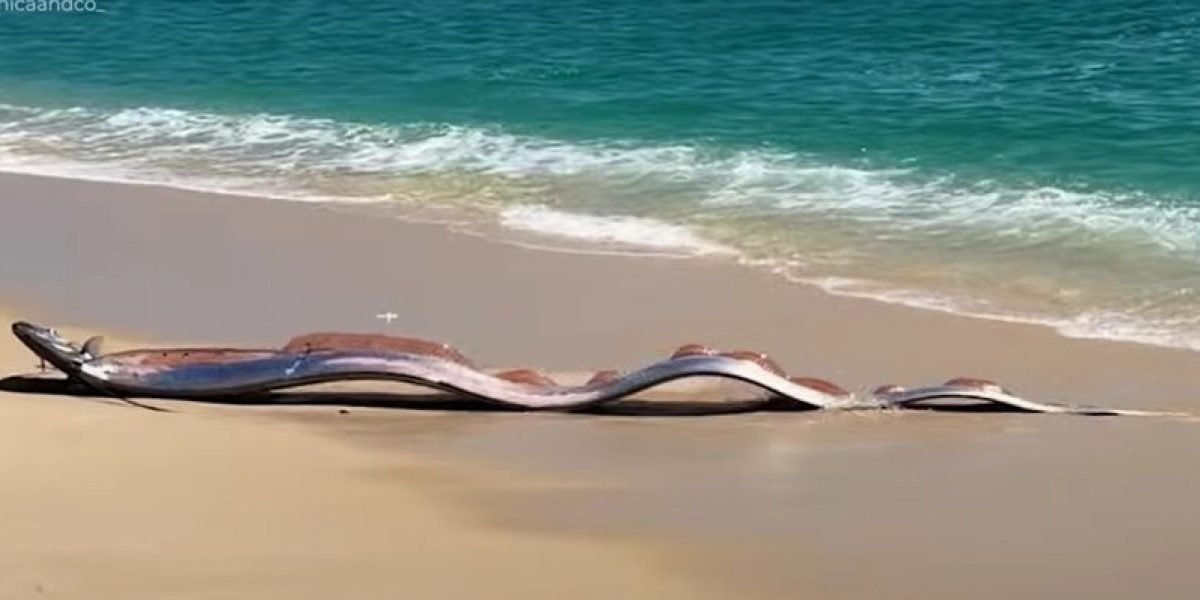 Pești-panglică uriași, descoperiți pe o plajă din Mexic: un semn rău? Doi pești-panglică uriași, creaturi marine rar văzute, au fost găsiți de turiști pe o plajă din Cabo San Lucas, Mexic