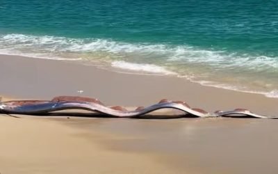 Pești-panglică uriași, descoperiți pe o plajă din Mexic: un semn rău? Doi pești-panglică uriași, creaturi marine rar văzute, au fost găsiți de turiști pe o plajă din Cabo San Lucas, Mexic