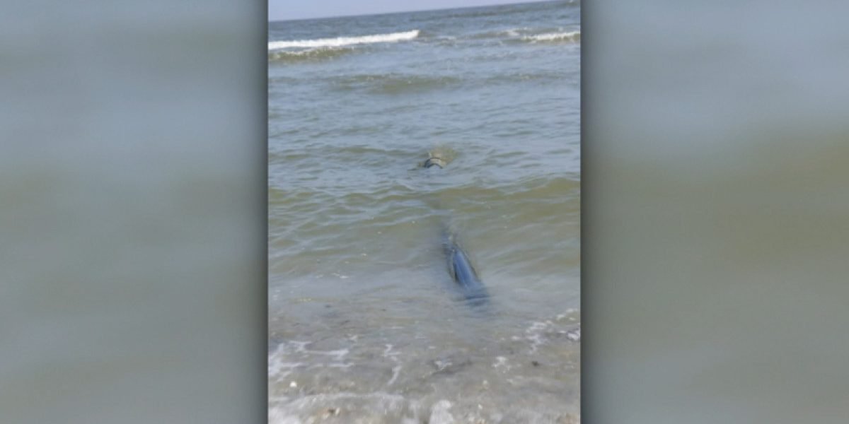 Noi deversări în mare la Năvodari: Țevi ilegale găsite pe plajă Ministra Mediului, Diana Buzoianu, a anunțat luni, la Digi24, descoperirea unor țevi ilegale pe plaja din Năvodari, prin care apa netratată este deversată direct în Marea Neagră