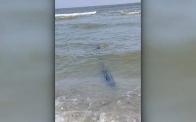 Noi deversări în mare la Năvodari: Țevi ilegale găsite pe plajă Ministra Mediului, Diana Buzoianu, a anunțat luni, la Digi24, descoperirea unor țevi ilegale pe plaja din Năvodari, prin care apa netratată este deversată direct în Marea Neagră