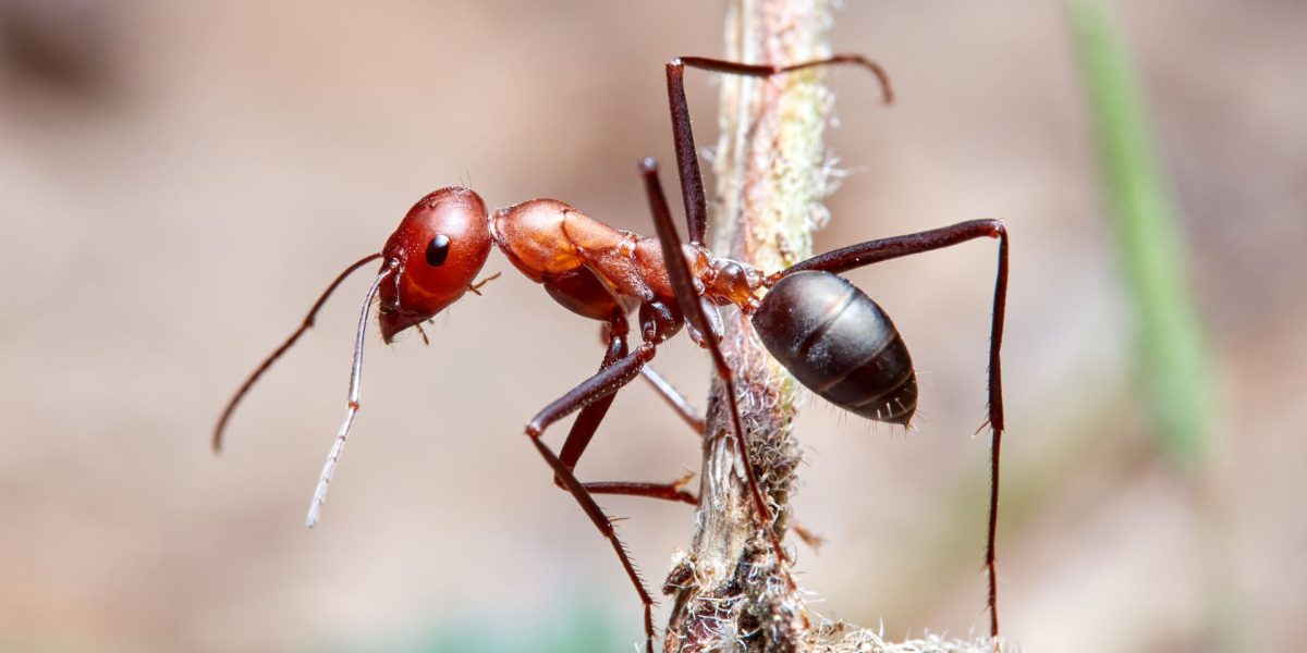 Poluarea aerului perturbă comunicarea furnicilor, arată un studiu recent Un studiu realizat de cercetători de la Institutul Max Planck din Germania a demonstrat că poluarea aerului cauzată de activitățile umane are un impact semnificativ asupra simțurilor furnicilor, afectând capacitatea acestora de a comunica și de a se organiza în cadrul coloniilor