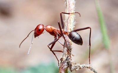 Poluarea aerului perturbă comunicarea furnicilor, arată un studiu recent Un studiu realizat de cercetători de la Institutul Max Planck din Germania a demonstrat că poluarea aerului cauzată de activitățile umane are un impact semnificativ asupra simțurilor furnicilor, afectând capacitatea acestora de a comunica și de a se organiza în cadrul coloniilor