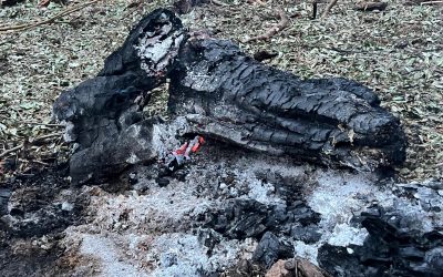 Ministerul Apărării: Avioanele românești aveau ordin să tragă Ministrul Apărării, Radu Miruță, a confirmat sâmbătă că avioanele de vânătoare ridicate vineri, după ce au fost detectate ținte aeriene în apropierea graniței cu Ucraina, aveau aprobarea să folosească armamentul