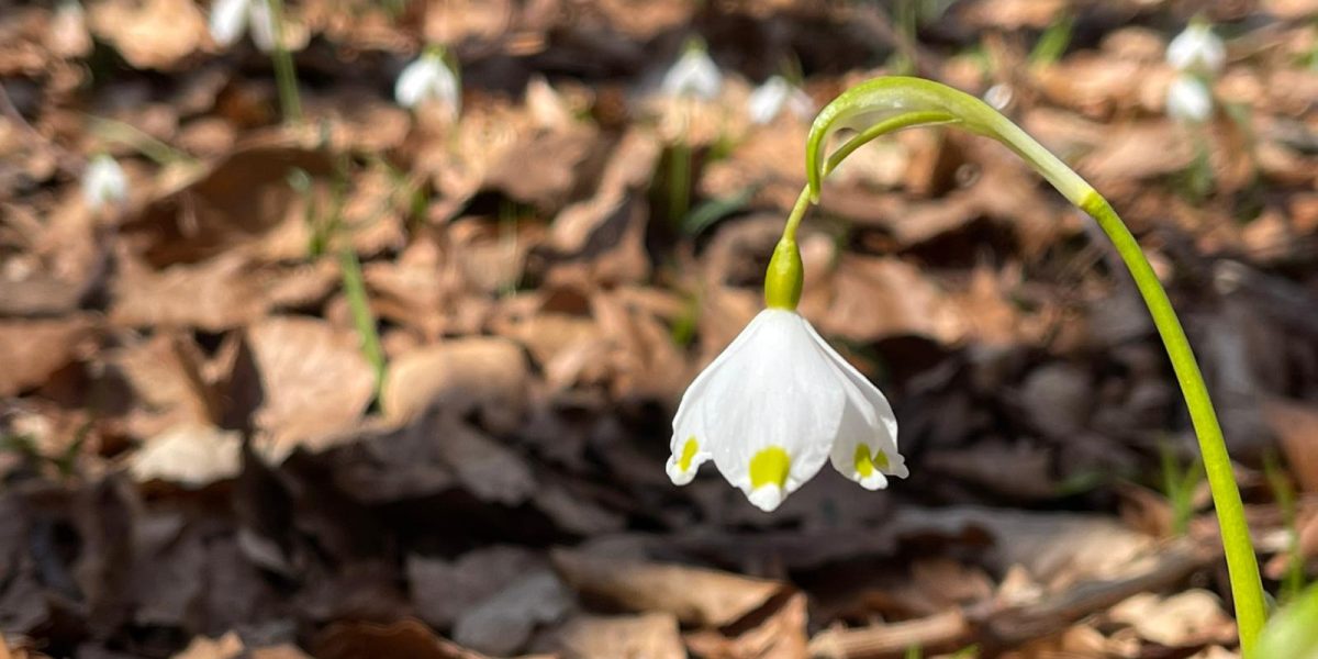 Vreme închisă la București: Cer înnorat și ploi slabe la început de săptămână Bucureștenii vor avea parte de o vreme mohorâtă la începutul săptămânii viitoare, cu cer înnorat și ploi slabe, potrivit Administrației Naționale de Meteorologie (ANM)