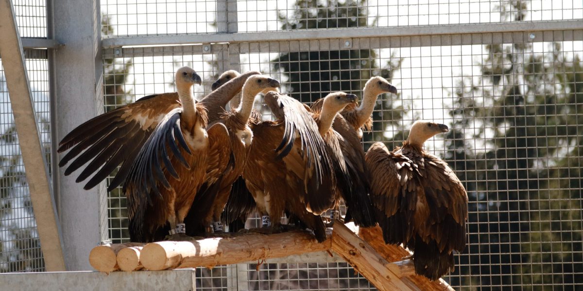 Vulturii suri revin în România: Primele exemplare au aterizat în Făgăraș După o absență de peste șapte decenii, vulturii suri și-au făcut reaparitia în România