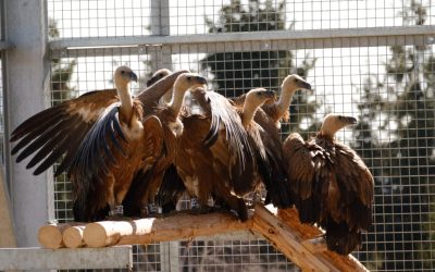 Vulturii suri revin în România: Primele exemplare au aterizat în Făgăraș După o absență de peste șapte decenii, vulturii suri și-au făcut reaparitia în România