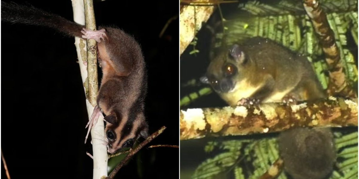 Două specii de marsupiale, considerate dispărute de mii de ani, au fost redescoperite într-o pădure tropicală din Papua de Vest, provocând uimire în rândul oamenilor de știință