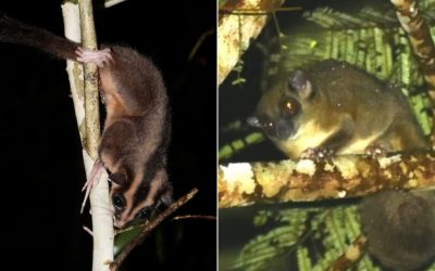 Două specii de marsupiale, considerate dispărute de mii de ani, au fost redescoperite într-o pădure tropicală din Papua de Vest, provocând uimire în rândul oamenilor de știință