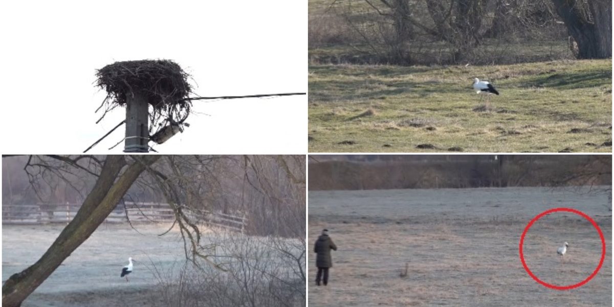 Gobi, barza din Covasna, a primit o familie: „Parcă am un copil”