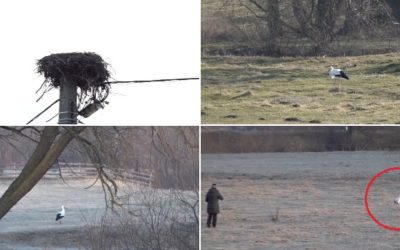 Gobi, barza din Covasna, a primit o familie: „Parcă am un copil”