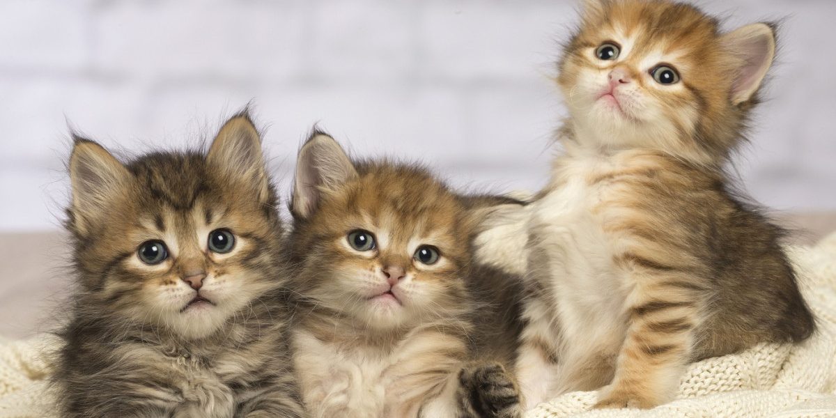 Pisicile, un aliat neașteptat în lupta împotriva cancerului Un studiu internațional recent, publicat în revista Science, ar putea schimba abordarea tratamentului cancerului la oameni