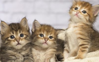 Pisicile, un aliat neașteptat în lupta împotriva cancerului Un studiu internațional recent, publicat în revista Science, ar putea schimba abordarea tratamentului cancerului la oameni