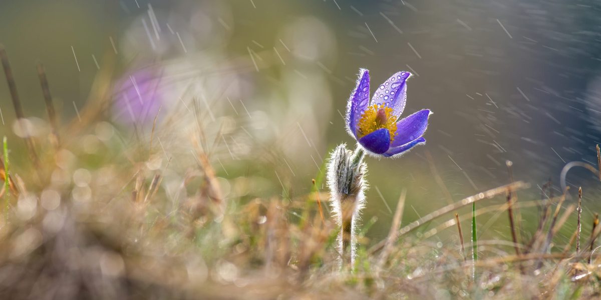 Vremea se schimbă radical: După temperaturi de primăvară, vine aerul polar După un început de martie cu temperaturi neobișnuit de ridicate, meteorologii anunță o răcire a vremii în România