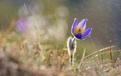 Vremea se schimbă radical: După temperaturi de primăvară, vine aerul polar După un început de martie cu temperaturi neobișnuit de ridicate, meteorologii anunță o răcire a vremii în România