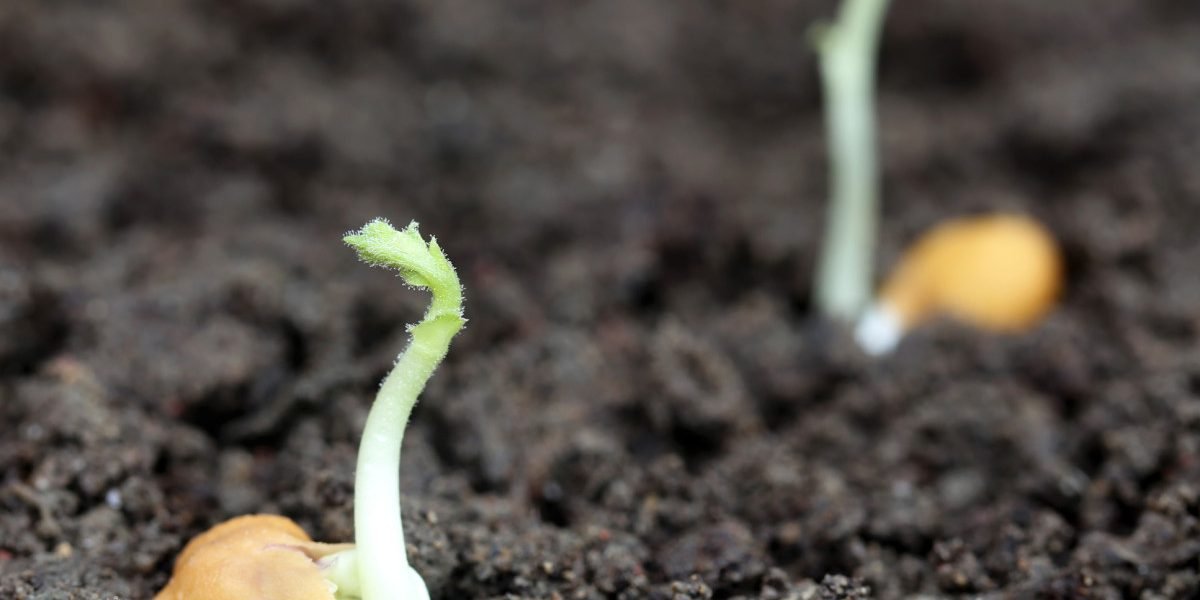 Năutul, posibilă soluție pentru hrana astronauților pe Lună În timp ce Statele Unite ale Americii se pregătesc pentru misiunea Artemis II, ce va readuce oamenii pe Lună, cercetătorii explorează modalități de a susține viața umană în spațiul cosmic