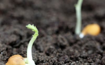 Năutul, posibilă soluție pentru hrana astronauților pe Lună În timp ce Statele Unite ale Americii se pregătesc pentru misiunea Artemis II, ce va readuce oamenii pe Lună, cercetătorii explorează modalități de a susține viața umană în spațiul cosmic