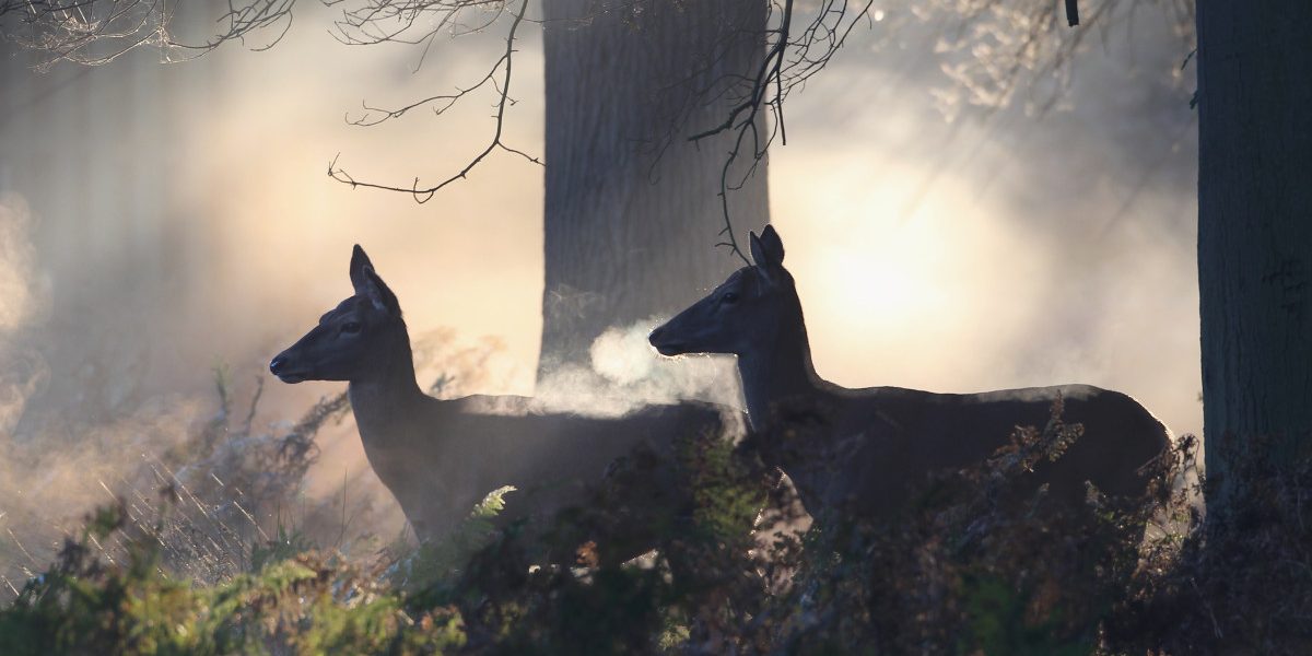 Căprioarele folosesc semnale luminoase invizibile pentru oameni Cercetătorii americani au făcut o descoperire surprinzătoare despre modul în care căprioarele comunică între ele