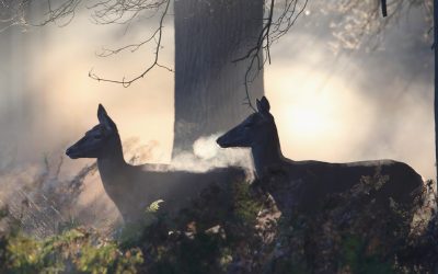 Căprioarele folosesc semnale luminoase invizibile pentru oameni Cercetătorii americani au făcut o descoperire surprinzătoare despre modul în care căprioarele comunică între ele