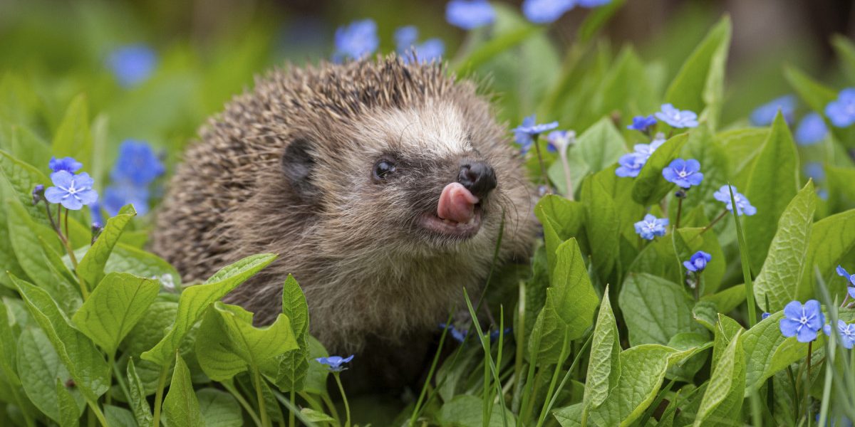 Aricii europeni, dotați cu un auz superior: Pot comunica prin sunete inaccesibile omului Oamenii de știință au descoperit că aricii europeni aud sunete la o frecvență mult mai înaltă decât cea percepută de oameni