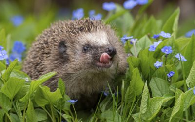 Aricii europeni, dotați cu un auz superior: Pot comunica prin sunete inaccesibile omului Oamenii de știință au descoperit că aricii europeni aud sunete la o frecvență mult mai înaltă decât cea percepută de oameni