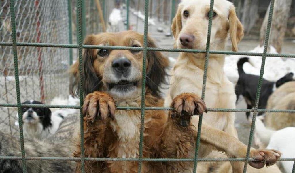 Percheziții într-un dosar de eutanasieri ilegale de câini în Prahova și alte județe Polițiștii prahoveni desfășoară, marți dimineață, 20 de percheziții domiciliare într-un dosar care vizează eutanasieri ilegale de câini